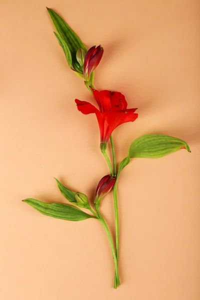 Beautiful alstroemeria on colour background — Stock Photo, Image