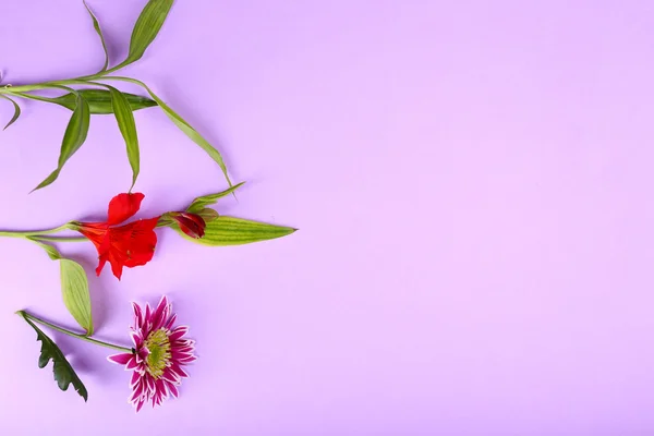 Verschillende bloemen op kleur achtergrond — Stockfoto