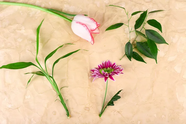 Verschillende bloemen op papier achtergrond — Stockfoto