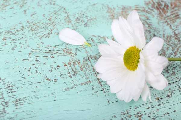 Beautiful chrysanthemum on wooden background — Stock Photo, Image