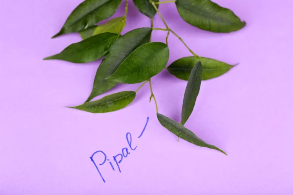 Πράσινο pipal κλαδί με επιγραφή στο φόντο — Φωτογραφία Αρχείου