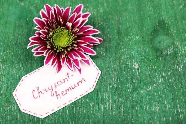 Beautiful chrysanthemum with tag on wooden background — Stock Photo, Image