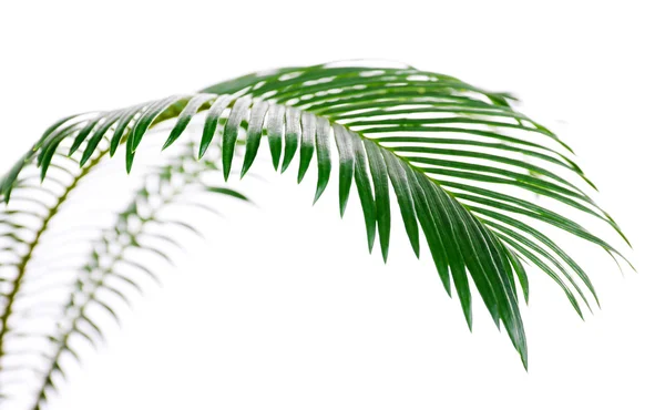 Green leaf of sago palm tree — Stock Photo, Image