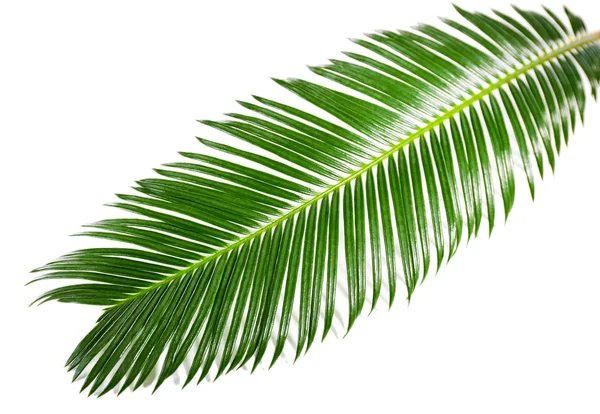 Green leaf of sago palm tree — Stock Photo, Image