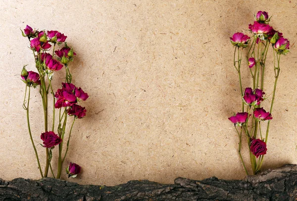 Dried roses with bark on plywood background — Stock Photo, Image