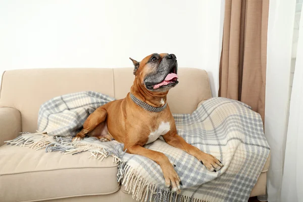 Cute dog lying on sofa, on home interior background — Stock Photo, Image