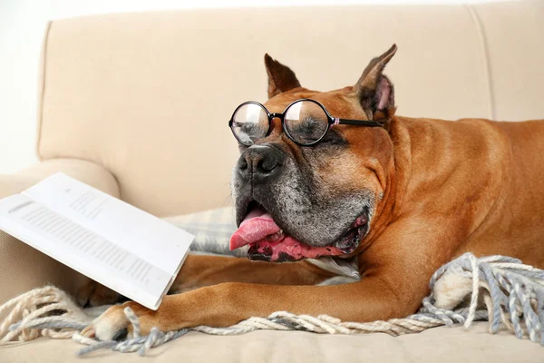 Cane carino in occhiali divertenti e libro sdraiato sul divano, sullo sfondo interno di casa — Foto Stock