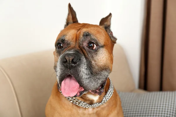 Lindo perro sentado en el sofá, en el fondo interior de casa — Foto de Stock