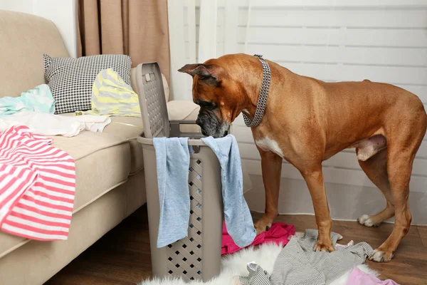 Il cane demolisce i vestiti in una stanza disordinata — Foto Stock