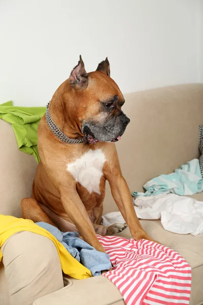 Cão em quarto bagunçado, sentado no sofá, close-up — Fotografia de Stock