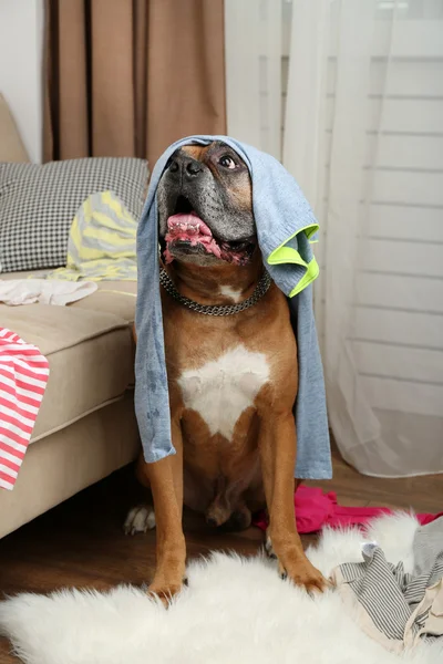 Cão destrói roupas em quarto bagunçado — Fotografia de Stock