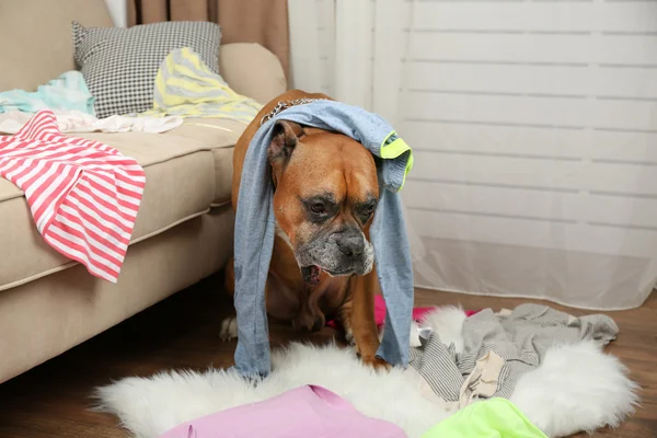 Kutya lerombolja ruhát rendetlen szoba — Stock Fotó