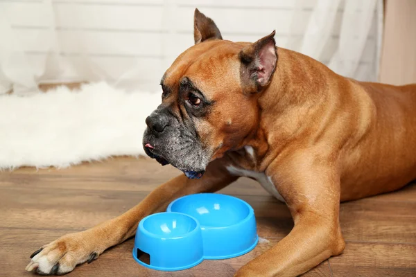 ホーム インテリアの背景に空腹の犬 — ストック写真