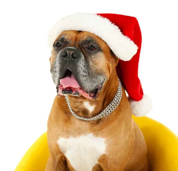 Cute dog in Christmas cap, sitting in yellow armchair isolated on white background — Stock Photo, Image