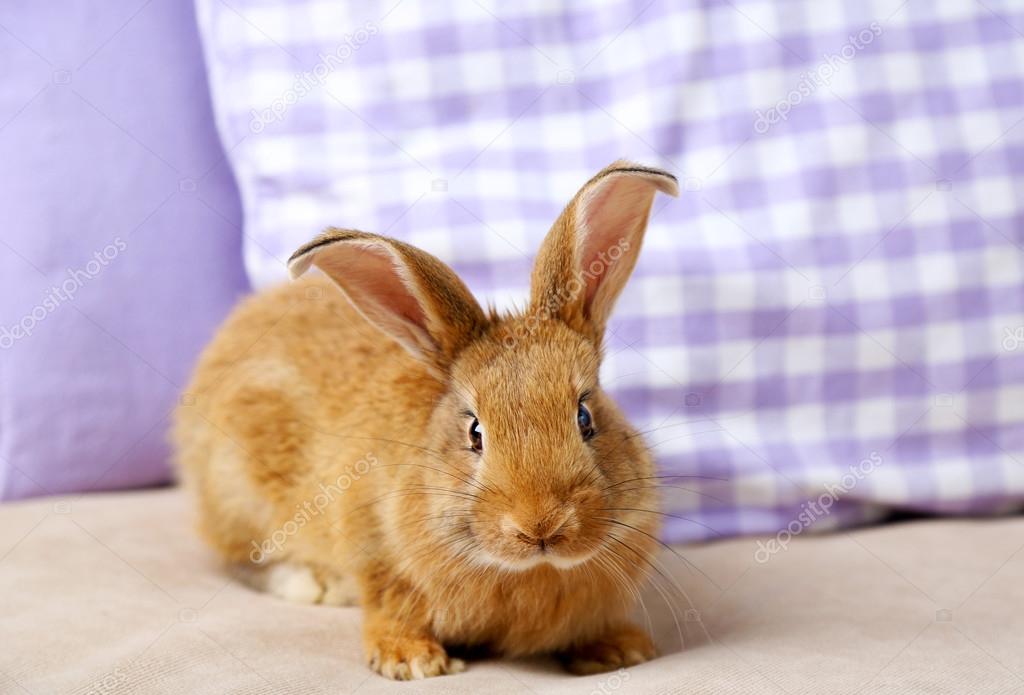 Cute rabbit on sofa