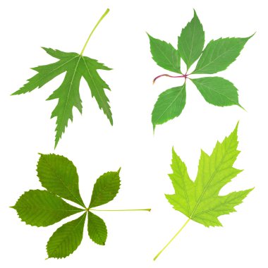 yeşil yaprakları kolaj