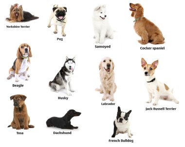 farklı köpek ırkları