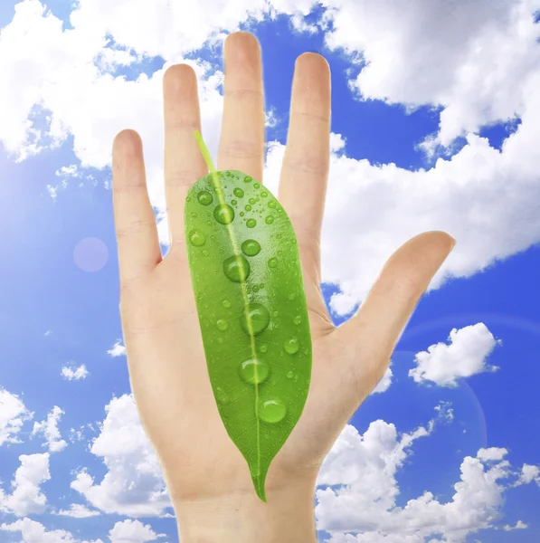 Female hand with green leaf — Stock Photo, Image