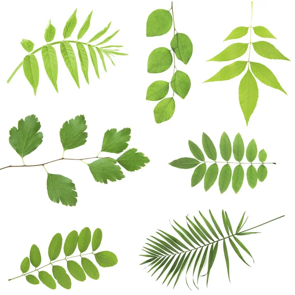 Green leaves collage — Stock Photo, Image