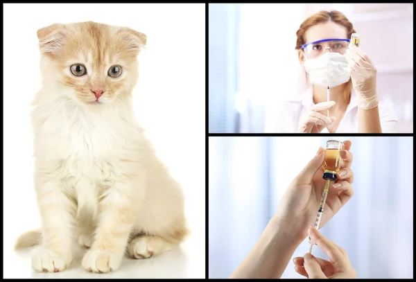 Vaccinatie en behandeling van dieren, collage — Stockfoto