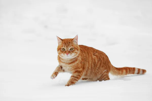 Gato rojo caminando sobre fondo blanco de nieve —  Fotos de Stock