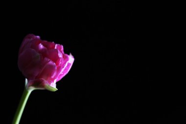 siyah arka plan üzerine taze Lale