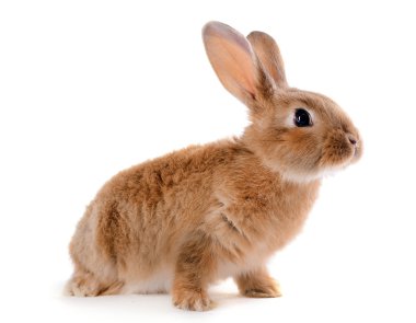 küçük tavşan üzerinde beyaz izole