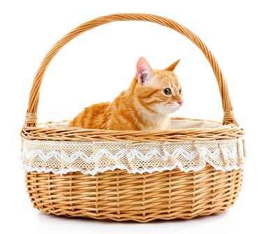 Hasır sepet beyaz izole kırmızı kedi