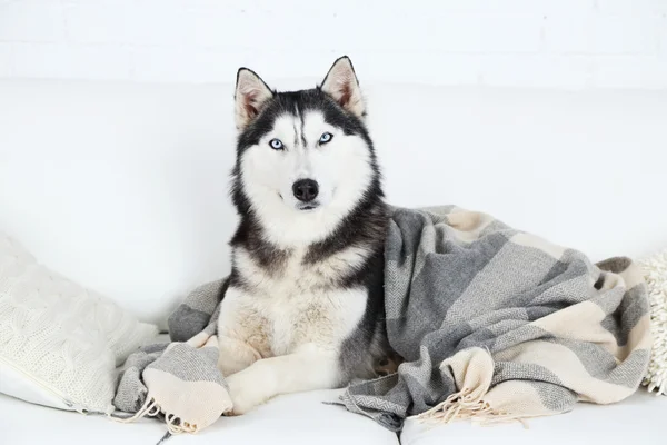 Schöner niedlicher Husky liegt auf Sofa mit Plaid im weißen Zimmer — Stockfoto