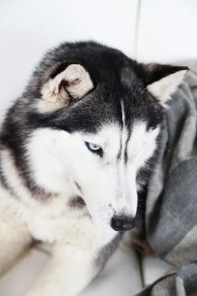 Bella husky carino sdraiato sul divano con plaid in camera bianca — Foto Stock