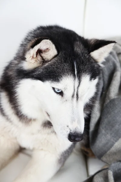 Krásný roztomilý husky leží na pohovce s pléd v bílé místnosti — Stock fotografie