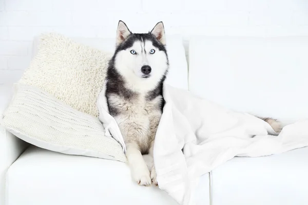 Bonito husky bonito com toalha deitada no sofá na sala branca — Fotografia de Stock