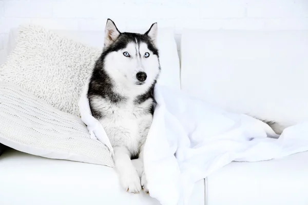 Vackra söta husky med handduk liggande på soffan i vita rummet — Stockfoto