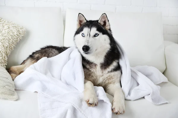 Hermoso husky lindo con toalla tumbado en el sofá en la habitación blanca —  Fotos de Stock