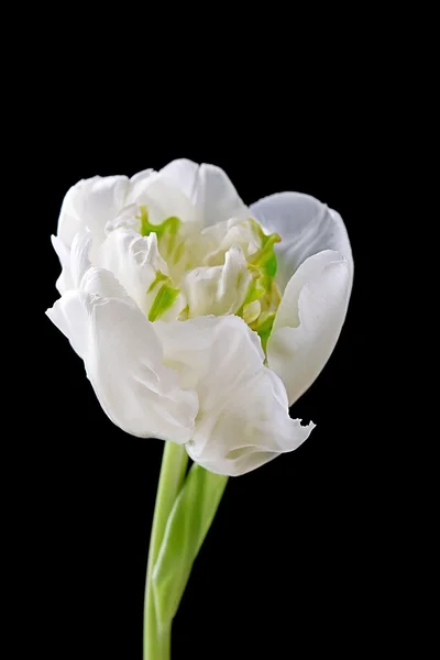 Tulipa branca fresca sobre fundo preto — Fotografia de Stock