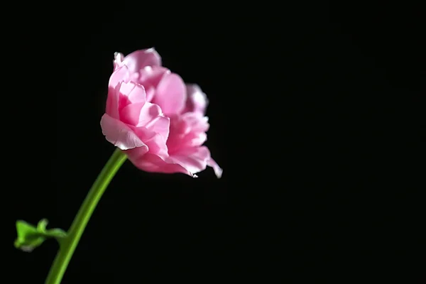 Tulipa fresca sobre fundo preto — Fotografia de Stock