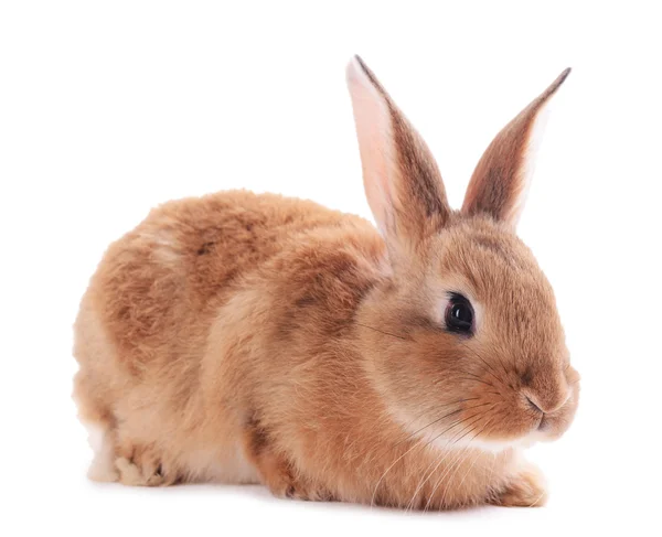 Kleines Kaninchen isoliert auf weiß — Stockfoto