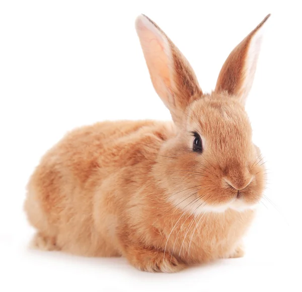 Piccolo coniglio isolato su bianco — Foto Stock