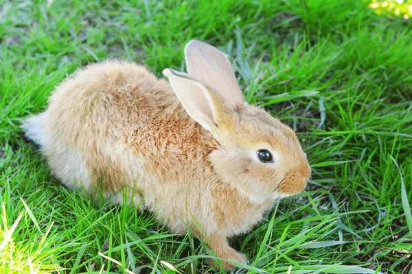 Kleines Kaninchen im Gras in Großaufnahme — Stockfoto