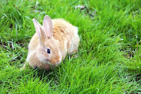 Pequeño conejo en primer plano de hierba —  Fotos de Stock