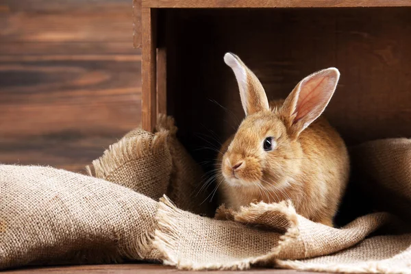 Malý králík na dřevěné pozadí — Stock fotografie
