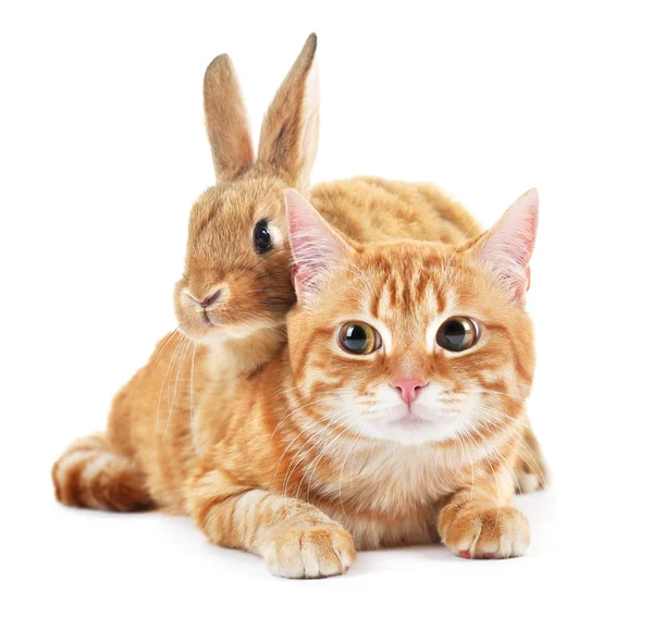 Rode kat en geïsoleerd op wit konijn — Stockfoto