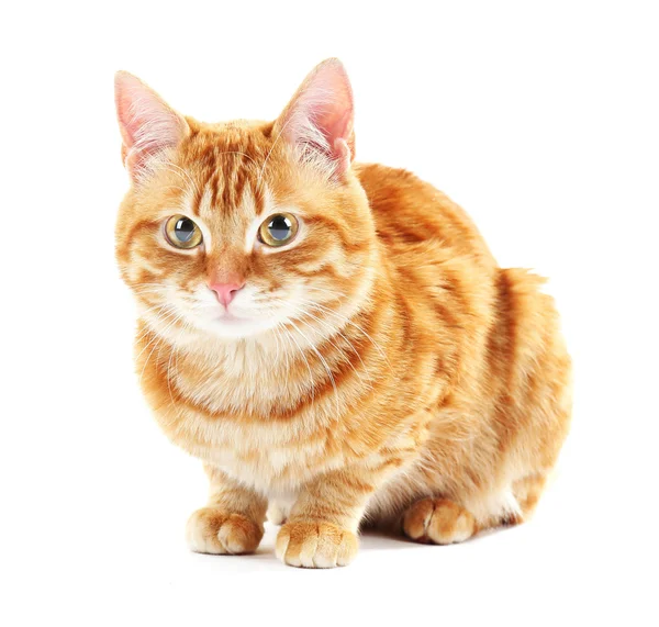 Портрет красной кошки изолирован на белом — стоковое фото