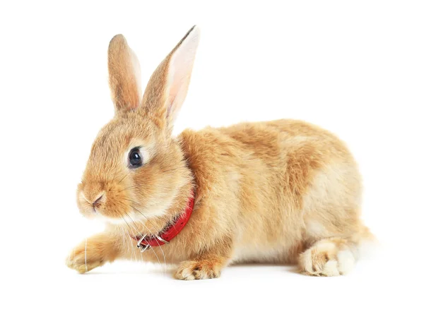 Červený králík izolovaný na bílém — Stock fotografie