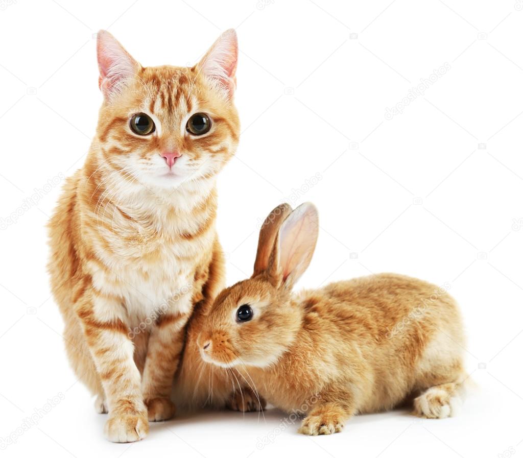 Red cat and rabbit isolated on white
