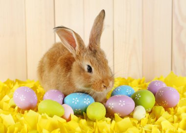 sevimli kırmızı tavşan