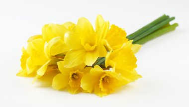 Güzel buket sarı nergis