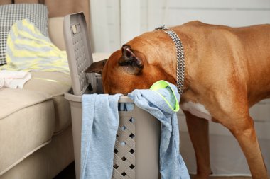 Dağınık Oda giysilerle köpek yıkan