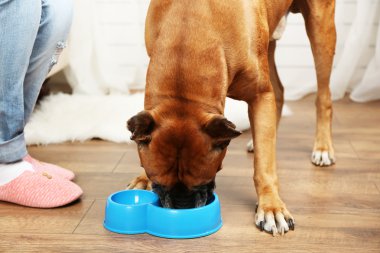 Eve iç arka plan üzerinde aç köpek