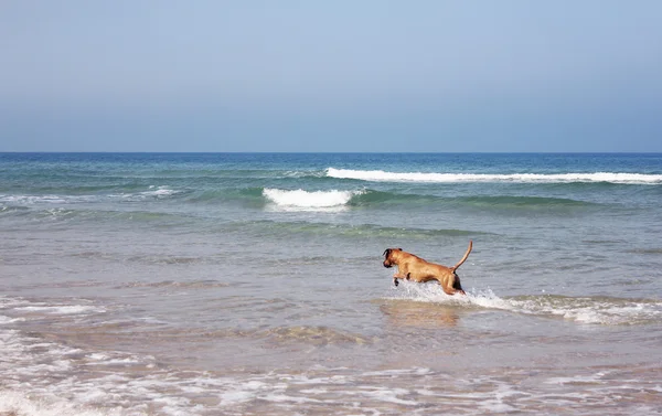 Cão caminhando na praia do mar — Fotografia de Stock